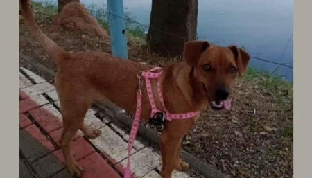 Procura-se por Bisteca perdida no Santa Clara do Lago