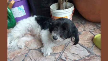 Procura-se dono(a) da Cachorrinha no Vila Inema