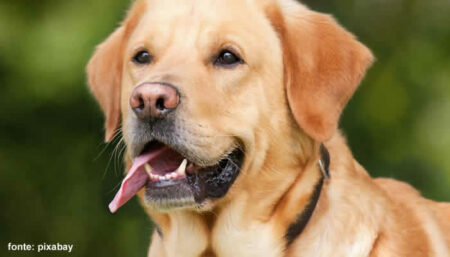 Problemas orais podem ameaçar a saúde dos pets
