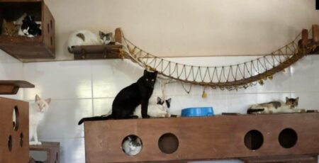 Gatos em situação de rua: Hortolândia iniciará controle populacional em breve