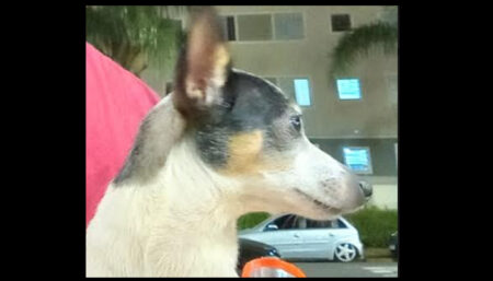 Procura-se pinscher perdida no Parque Gabriel