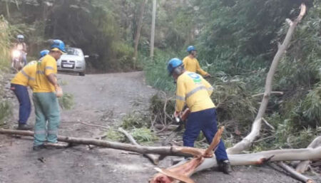 Rajadas de vento em Campinas causam queda de seis árvores