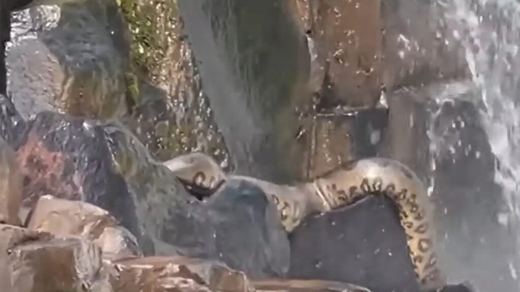 sucuri cachoeira goiais