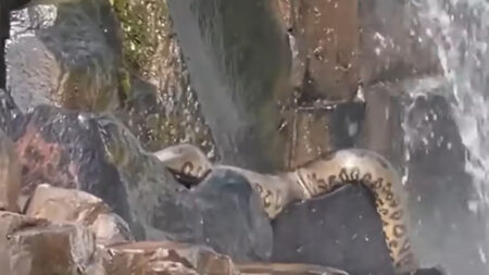 Sucuri de 4 Metros é avistada em Cachoeira de Goiás