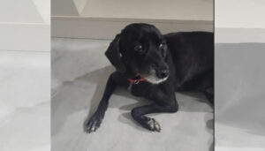 Procura-se por animal perdido no bairro São Bento