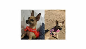 Procura-se Cachorro perdido no São Jorge