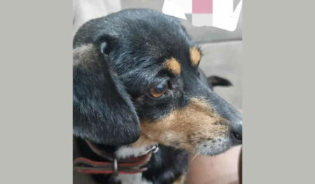 Procura-se por animal perdido no bairro Jardim Sumarezinho