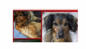 Procura-se cachorrinha dócil perdida Jd. Paineiras