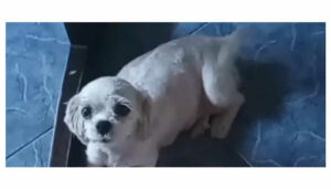 Procura-se por Cachorro perdido no Nova Europa