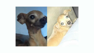 Procura-se por pinscher perdido no Jd Interlagos