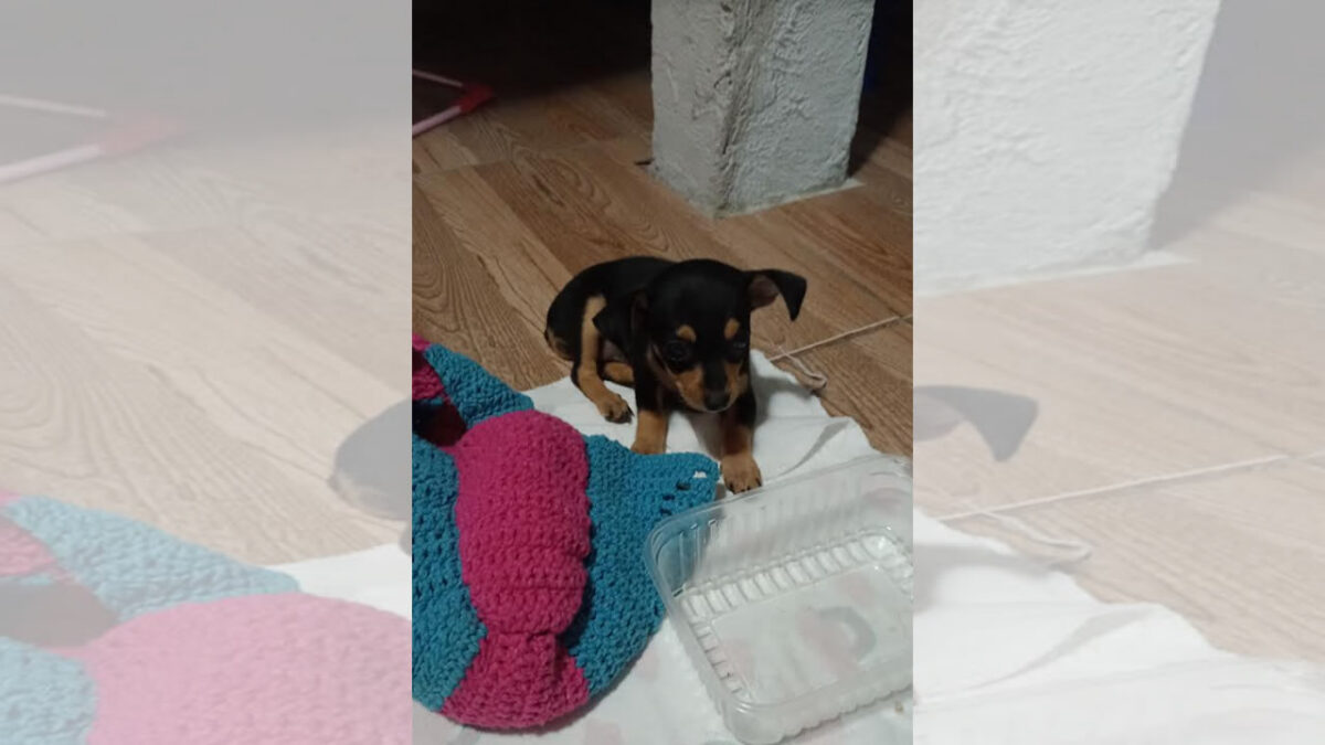 Busca por Cachorro Perdido no Bairro Jardim Primavera