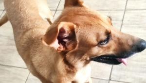 Caramelo perdido no bairro Novo Cambui em Hortolândia