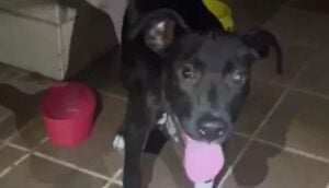 Maus-tratos a animais: homem vai para a prisão após agredir cachorro em Limeira