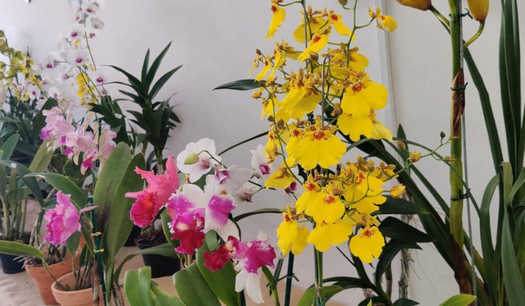 festival de orquídeas