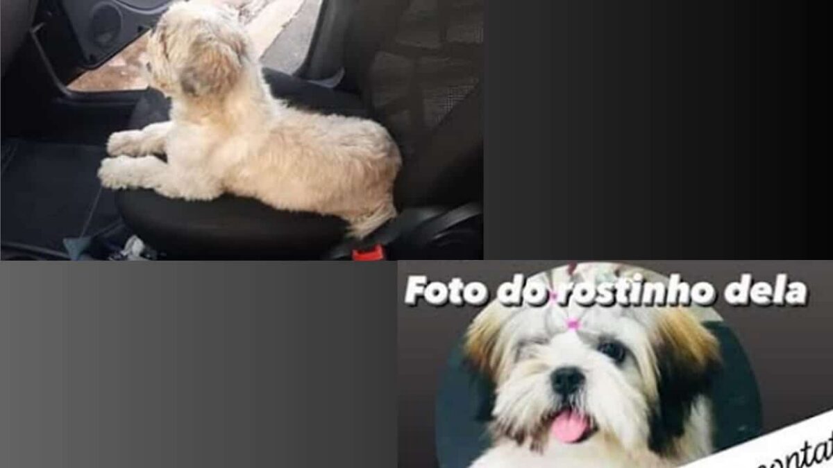 Procura-se por cachorrinho perdido no bairro Parque Hortolândia