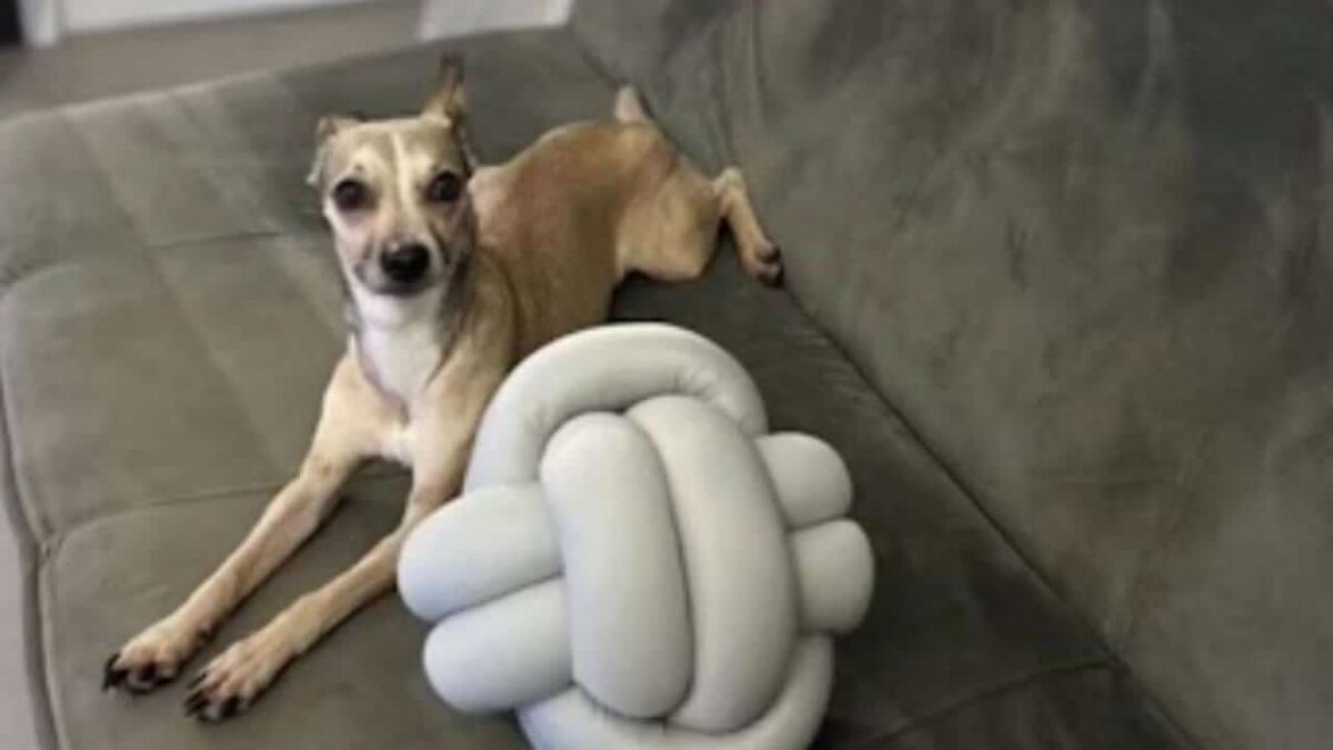 Família do bairro Remanso Campineiro está a procura de seu animalzinho