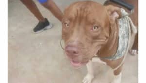 Procura-se Bradock perdido no bairro Chácaras Coelho