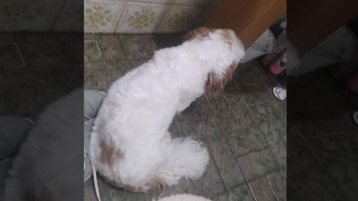 Procura-se por animal perdido no bairro VILA Real Continuação
