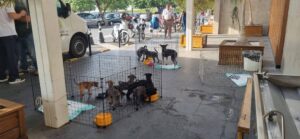 Feira de adoção de cães e gatos acontece neste próximo fim de semana em Hortolândia