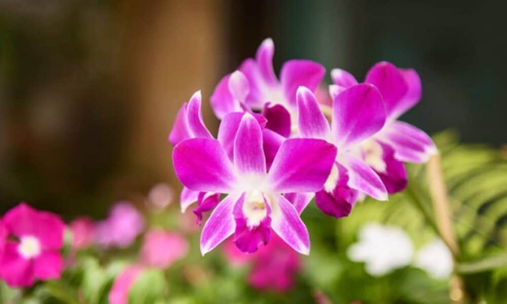Festival de Orquídeas