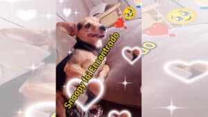 Procura-se por animal perdido no bairro Jardim são Jorge