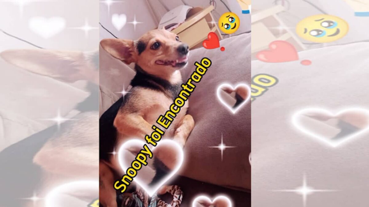 Procura-se por animal perdido no bairro Jardim são Jorge