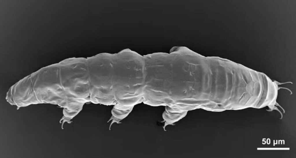 Foto: Laboratório de Microscopia Eletrônica do IB