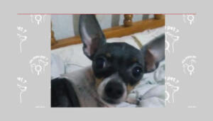 Procura-se uma Pinscher perdida no Amanda