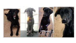 Procura-se por animal perdido no bairro Remanso Campineiro