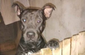 Família pede ajuda para encontrar Ares, cachorro que fugiu na região do Jardim Rosolém