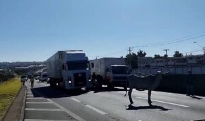 Trânsito para na Rodovia Santos Dumont, em Campinas, após bezerro invadir a pista