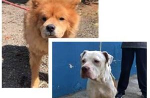 Maltrapilho e Visão são dois dos animais que podem ser adotados no DPBEA, em Hortolândia