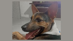 Procura-se cadela perdida no Amanda