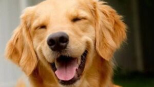 Câmara aprova Lei Joca, com novas regras para PETS em aviões