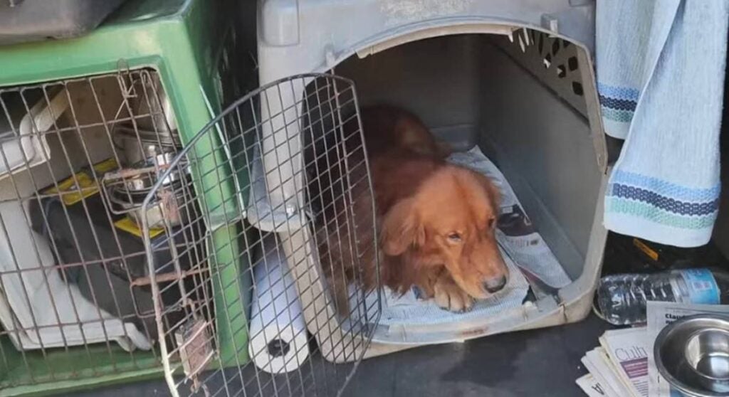 Animais em situação de maus-tratos