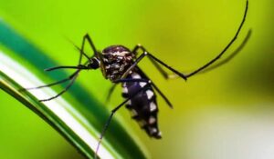 Cientistas da Unicamp alertam sobre novo vírus que chegará no Sudeste: entenda os detalhes