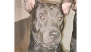 Procura-se Pit Bull perdido no Rosolém/Adelaide