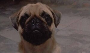 Cachorro da raça PUG desaparecido no Vila Conquista, em Hortolândia