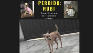 Procura-se por Rubi perdida no Centro de Hortolândia