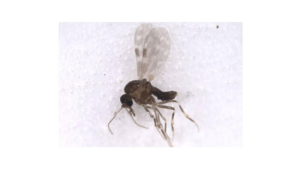 Culicoides
