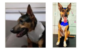Procura-se por animal perdido no bairro Jd Amanda II