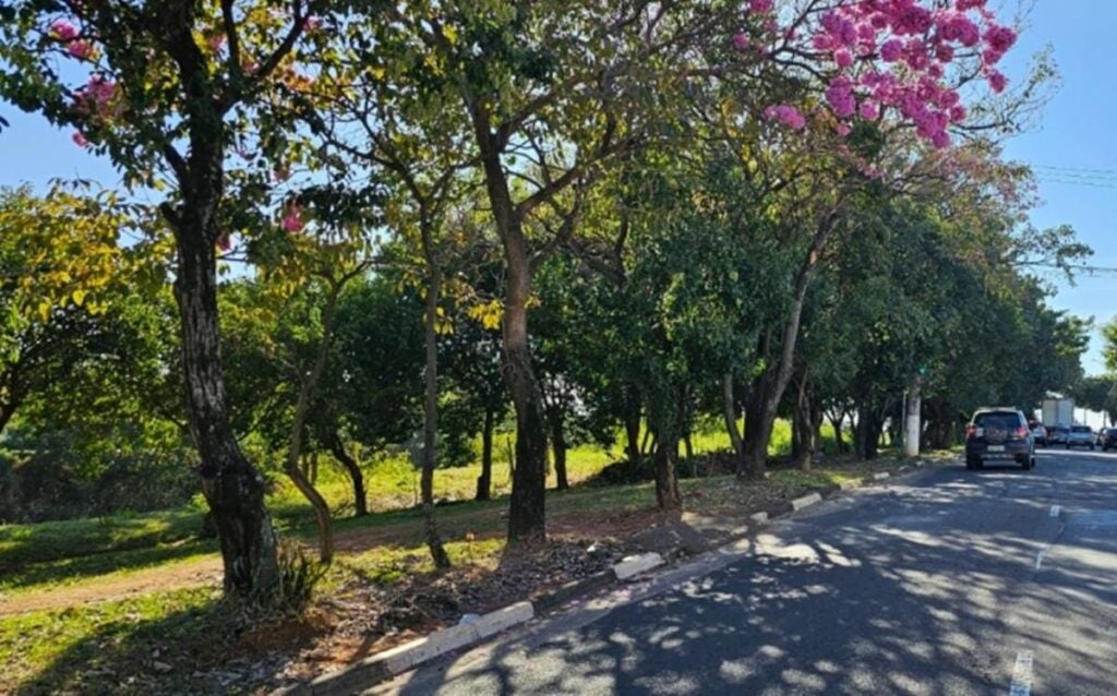 arborização urbana