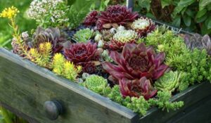 Saiba quais as plantas que melhores se adaptam à época de outono-inverno