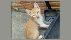 Filhote de gato perdido no São Bento 2