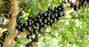 Estudos da Unicamp revelam que casca da jabuticaba pode reduzir glicose e inflamações