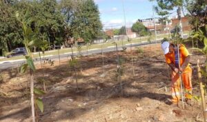 Confira todas as espécies cultivadas no Pq. Socioambiental do Perón, em Hortolândia