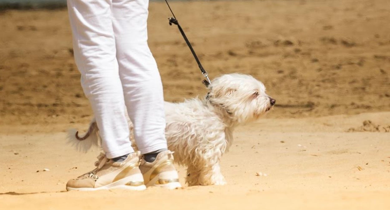 pet-passeio