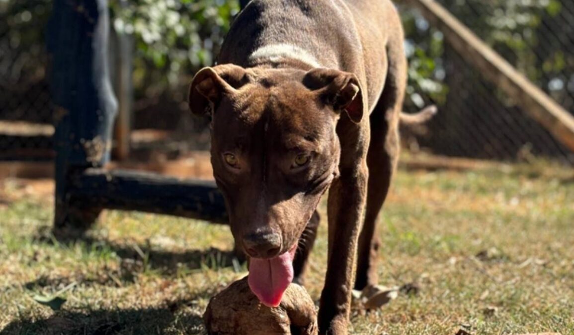 Consultas veterinárias gratuitas