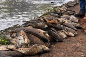 Inquérito sobre morte de 235 mil peixes no rio Piracicaba cita as empresas Ajinomoto e Raízen