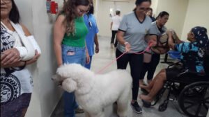 Cães adestrados auxiliam na recuperação de pacientes no Hospital Municipal em Hortolândia